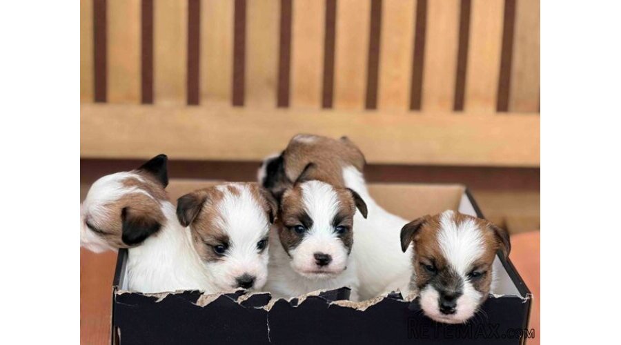 Oštrodlaki Džek Rasel terijer (Jack Russell Terrier) štenci