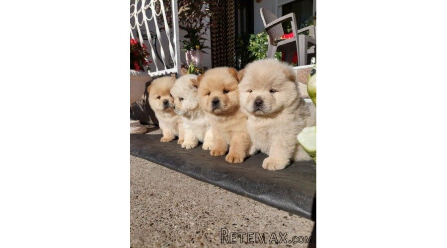 Chow chow - cau cau
