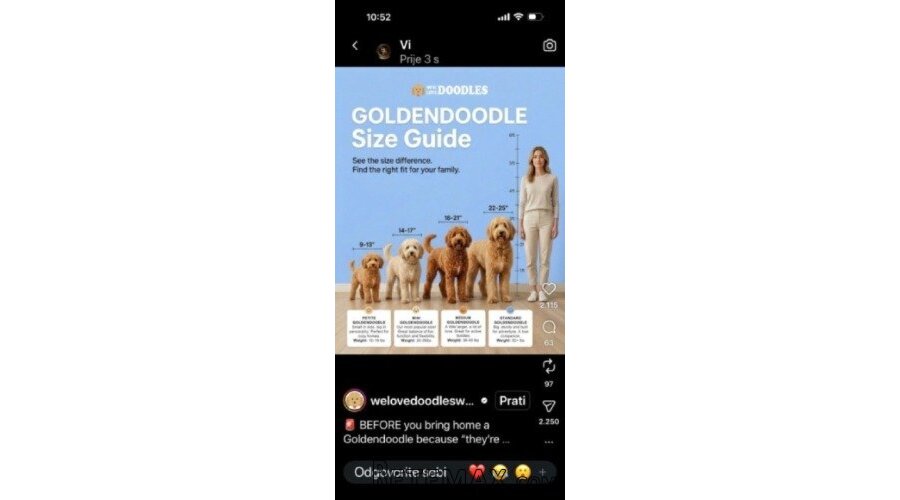 Goldendoodle prelepi štenci
