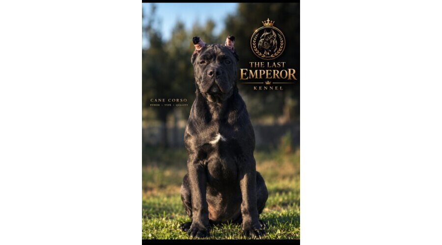 Cane Corso žensko štene