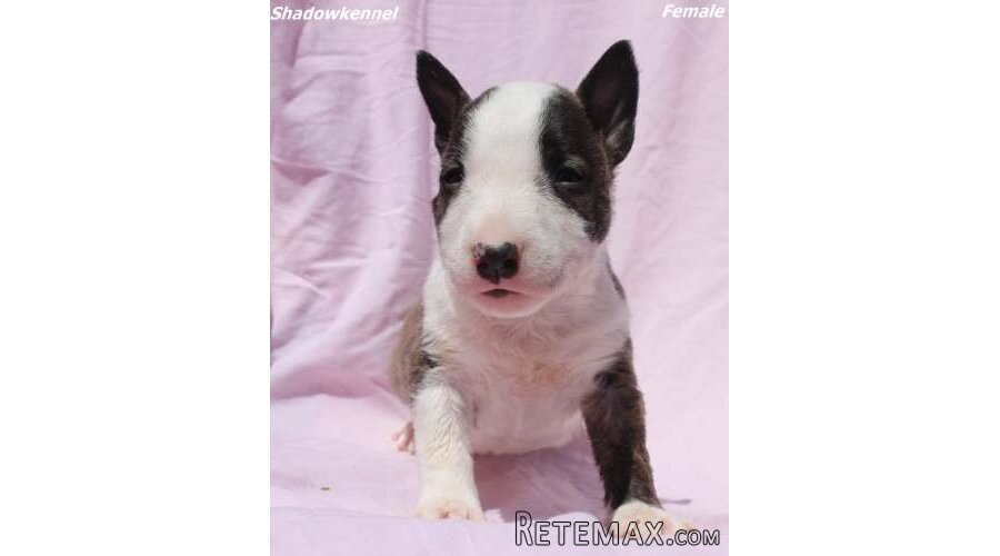 Mini Bull Terijer prelepi štenci