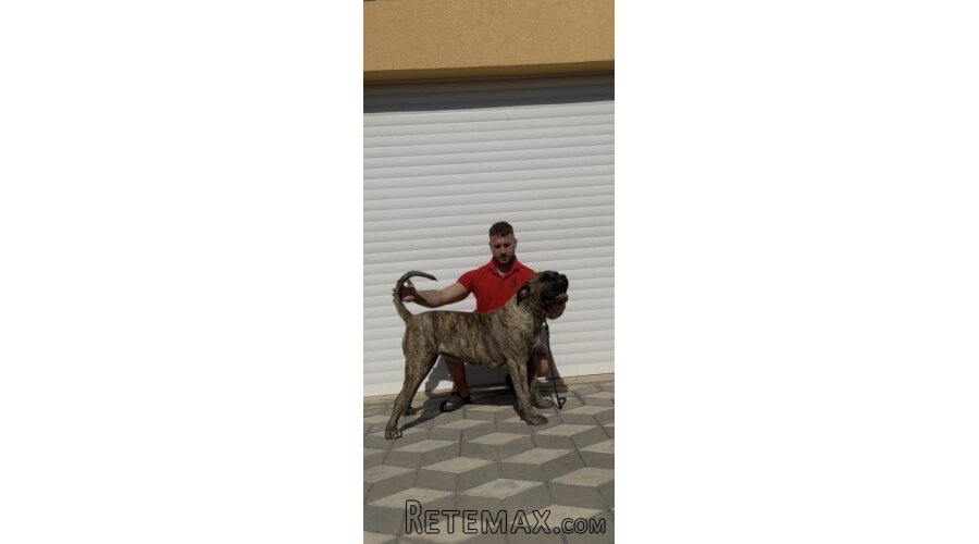 Presa Canario ženka