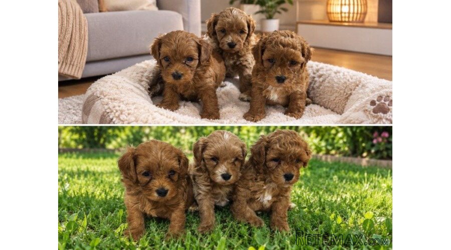 Maltipoo štenci