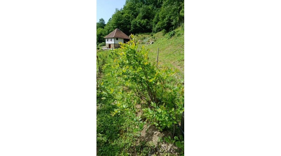 Kuca kljuc u ruke sa plantazom borovnice - 20