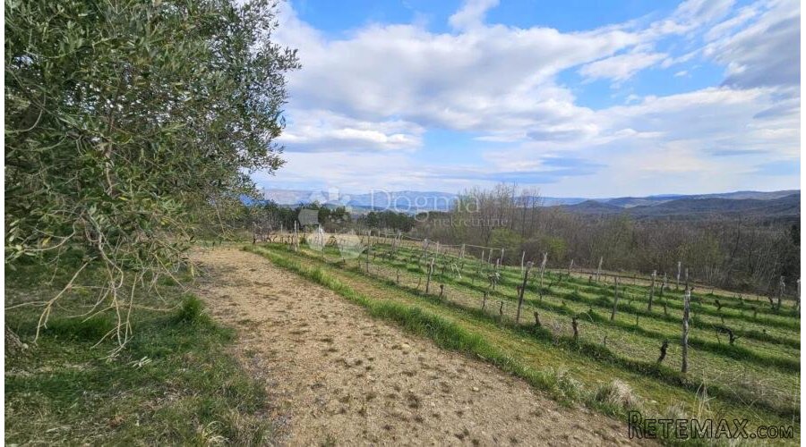 VINOGRAD U OLOICI PAZINA - POGLED NA UČKU I MORE - 2