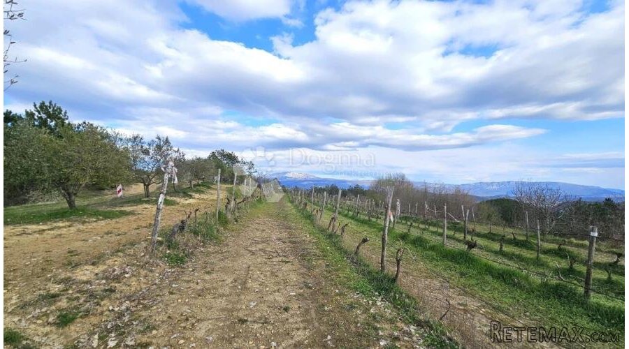 VINOGRAD U OLOICI PAZINA - POGLED NA UČKU I MORE - 3