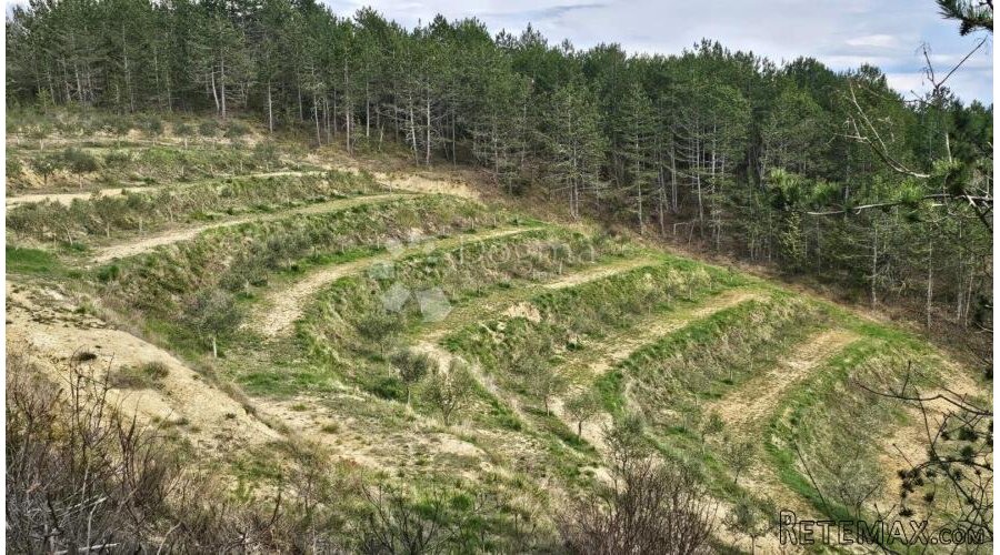 MASLINIK U OKOLICI PAZINA - S POGLEDOM NA MORE - 3