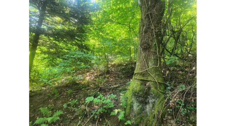 36.192m² zemljišta, šuma i oranice po atraktivnoj cijeni! - 3