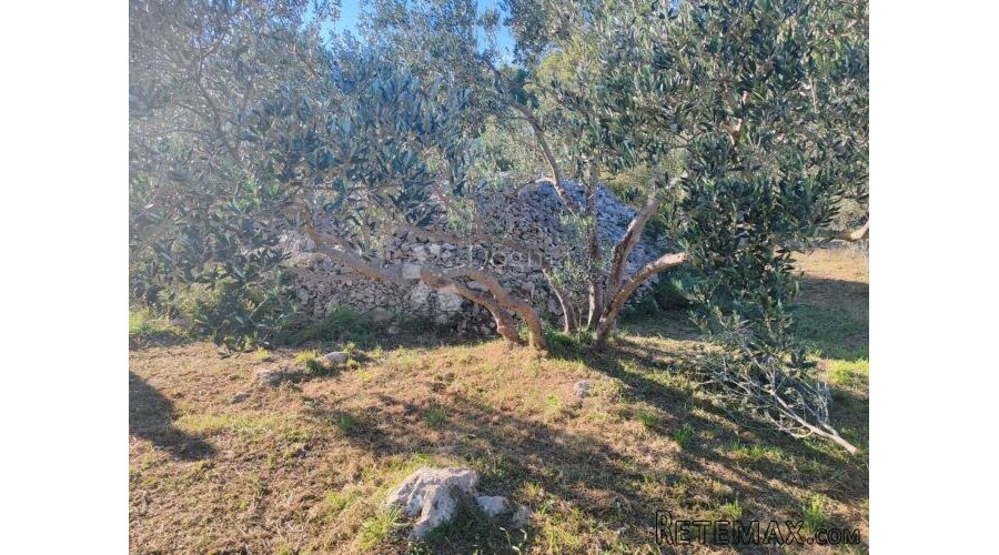 ZABLAĆE - ŠIBENIK - MASLINIK - 3