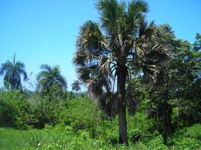 Finca Rainforest - 2