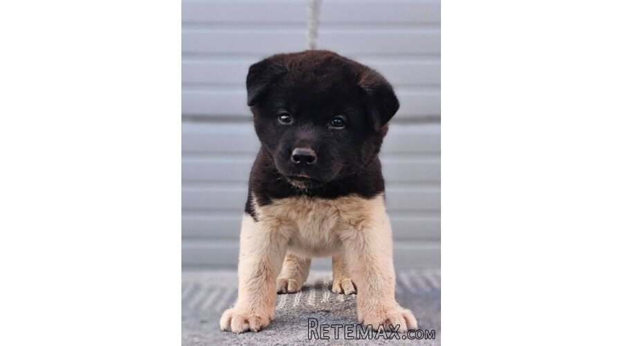 Američka Akita, TOP štenci - 4
