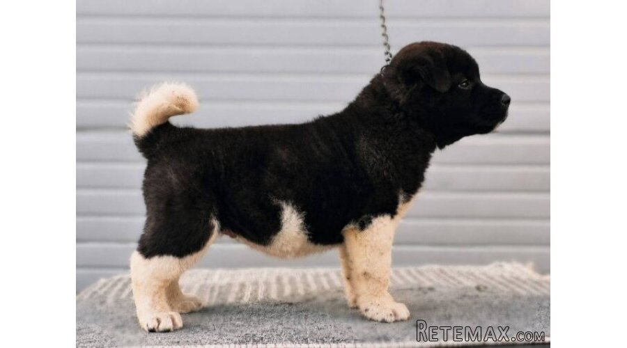 Američka Akita, TOP štenci - 5