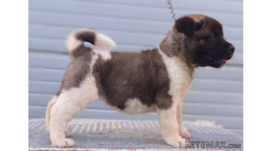 Američka Akita, TOP štenci - 8