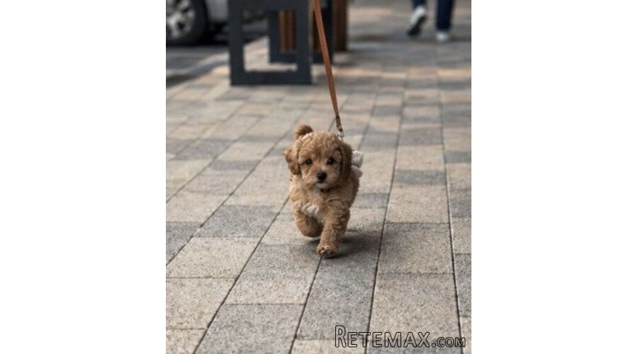 Maltipoo vrhunske genetike - 2