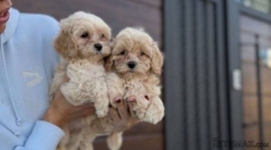 Maltipoo vrhunske genetike - 4