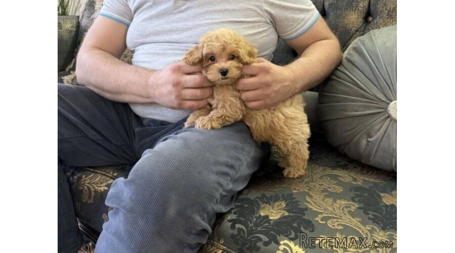 Maltipoo vrhunske genetike - 5