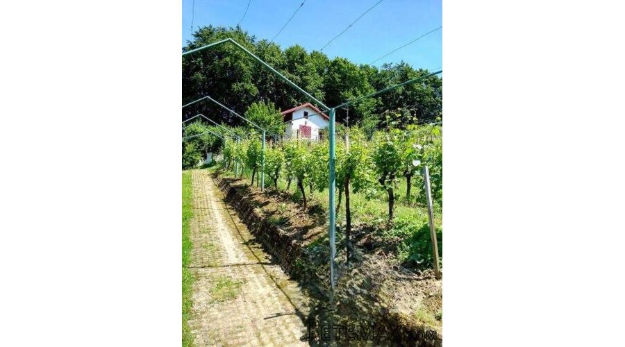 Mirna lokacija i potpuna privatnost - vikendica s vinogradom - 2