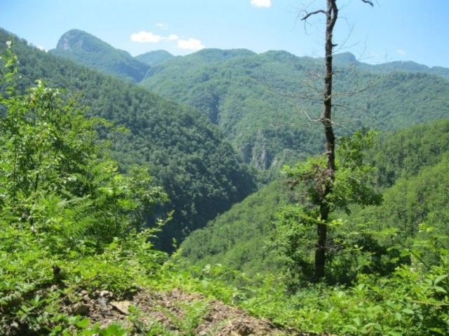 Forrest land in Kolašin
