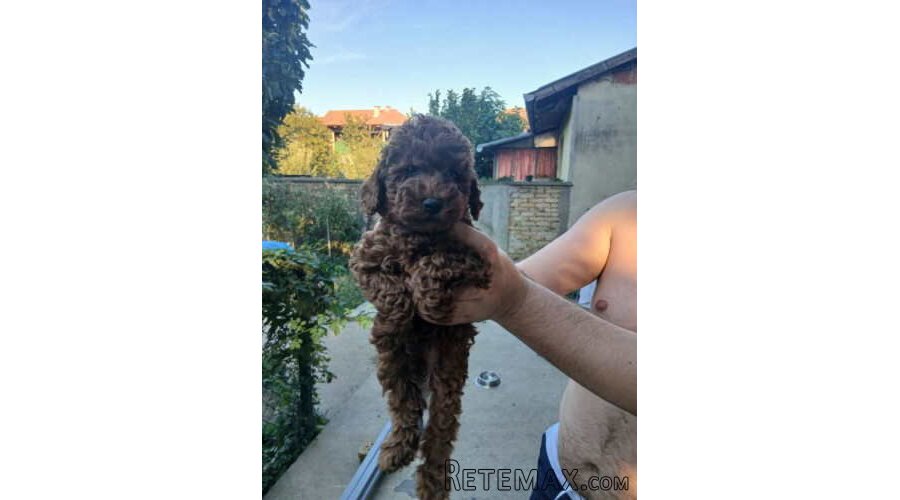 Na prodaju crveni štenci patuljaste pudle - 5