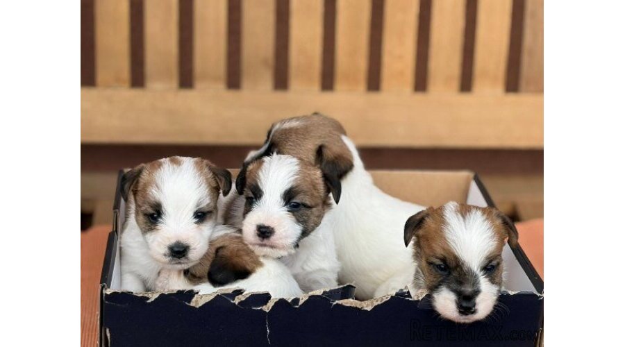 Oštrodlaki Džek Rasel terijer (Jack Russell Terrier) štenci - 2