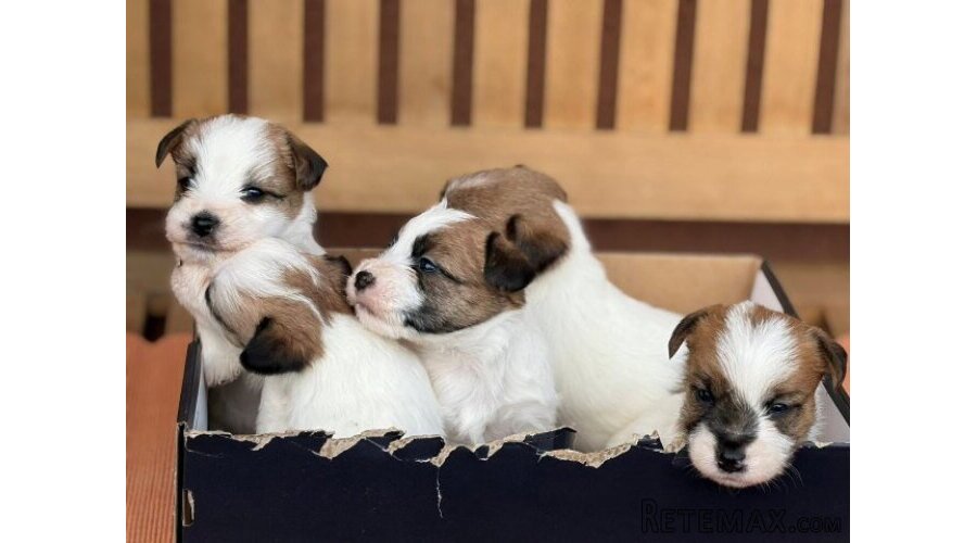 Oštrodlaki Džek Rasel terijer (Jack Russell Terrier) štenci - 3
