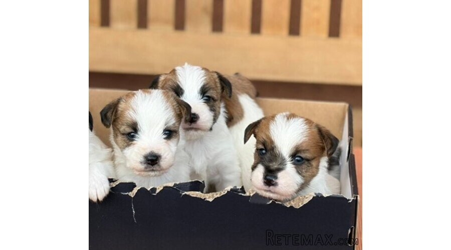 Oštrodlaki Džek Rasel terijer (Jack Russell Terrier) štenci - 4