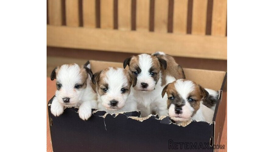 Oštrodlaki Džek Rasel terijer (Jack Russell Terrier) štenci - 5
