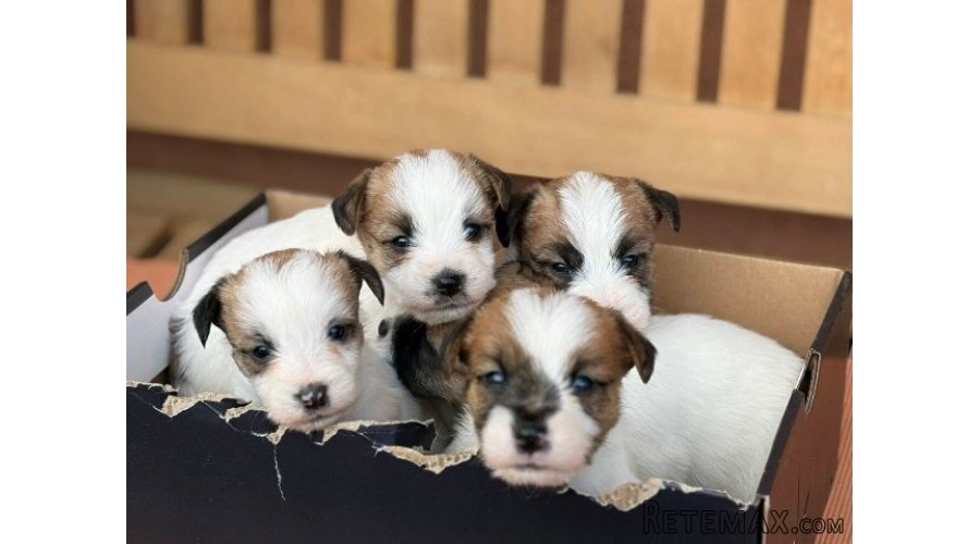 Oštrodlaki Džek Rasel terijer (Jack Russell Terrier) štenci - 6