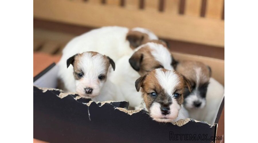 Oštrodlaki Džek Rasel terijer (Jack Russell Terrier) štenci - 7