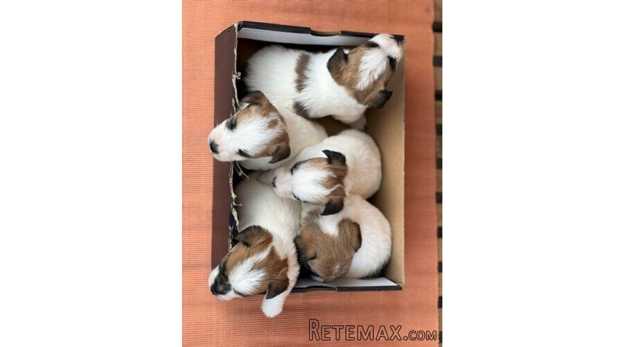 Oštrodlaki Džek Rasel terijer (Jack Russell Terrier) štenci - 8