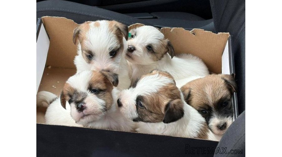Oštrodlaki Džek Rasel terijer (Jack Russell Terrier) štenci - 10