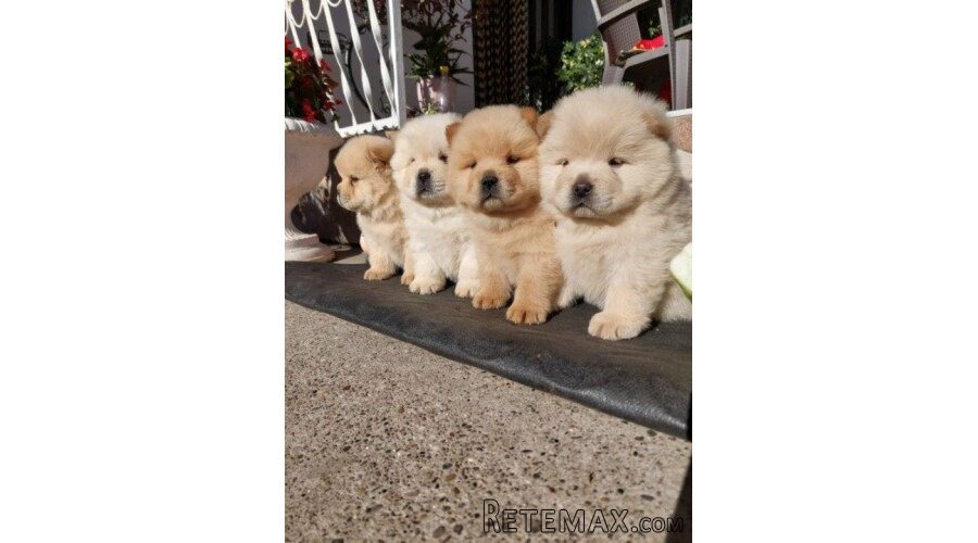 Chow chow - cau cau - 2