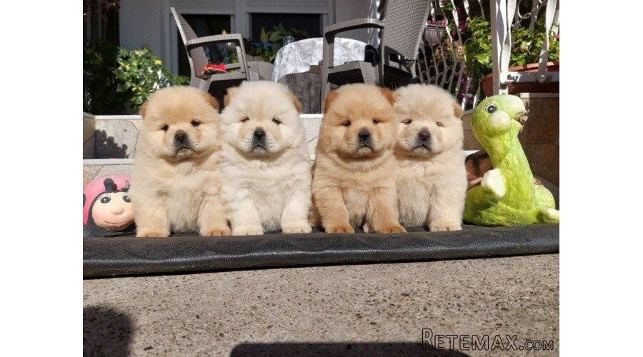 Chow chow - cau cau - 3