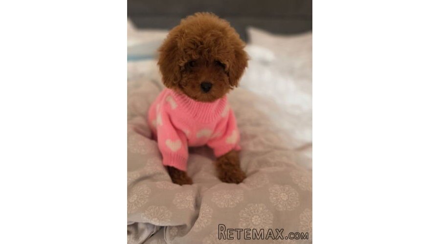 Nove bebice toy I mini pudle - 2