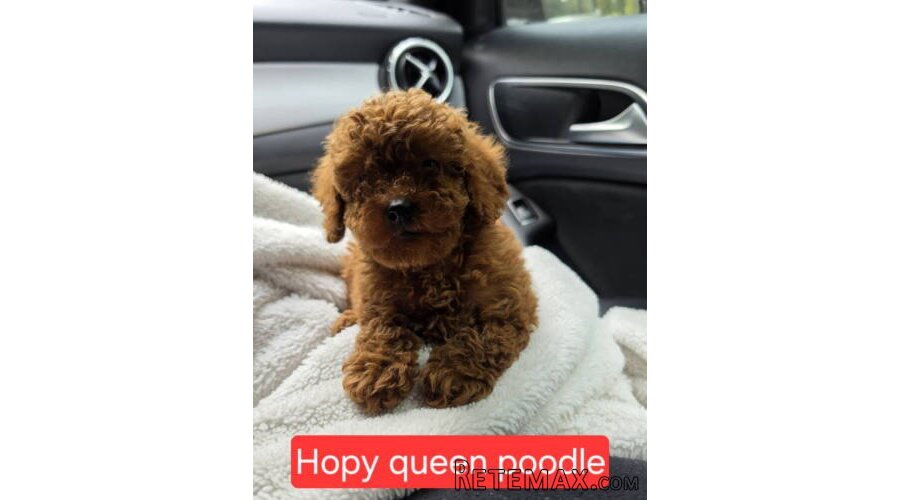 Nove bebice toy I mini pudle - 7