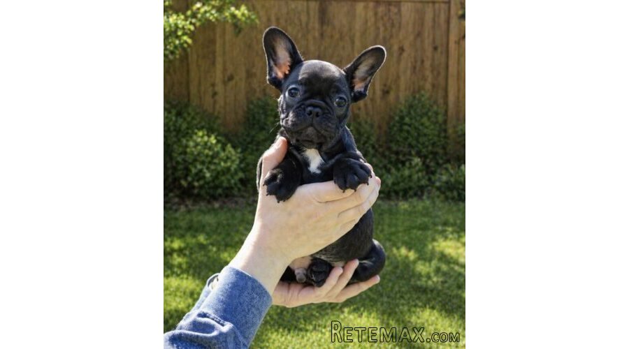 Francuski Buldog PRELEPI štenci - 3