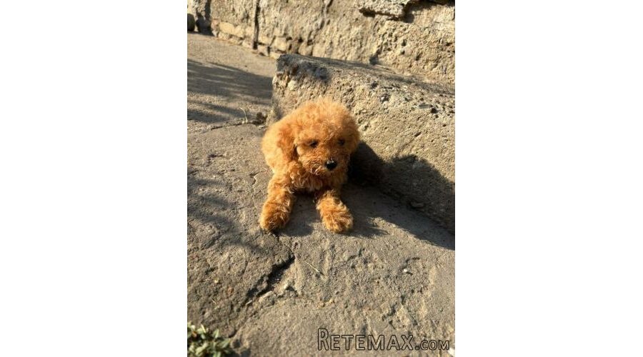 Aptikot Pudla prelepi štenci - 5
