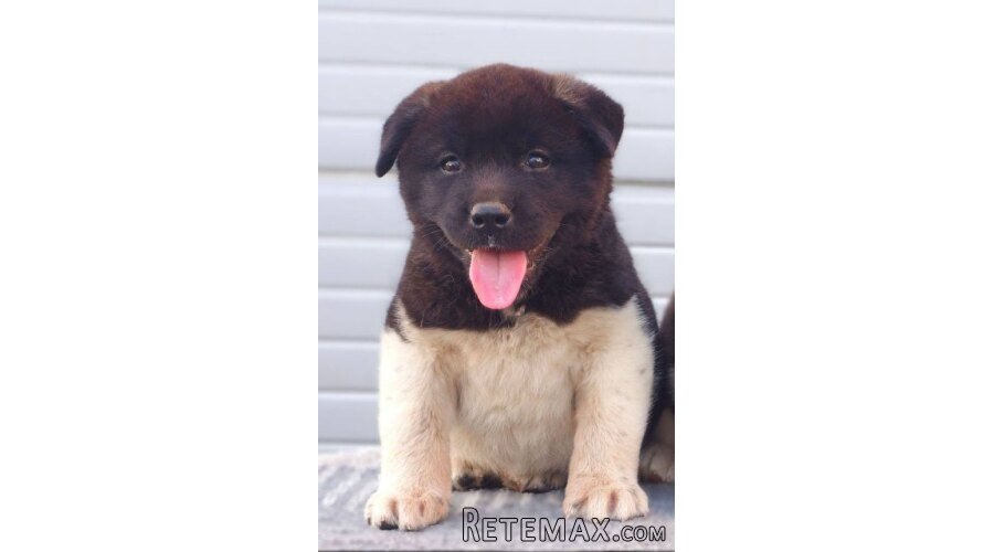 Američka Akita štenci - 2