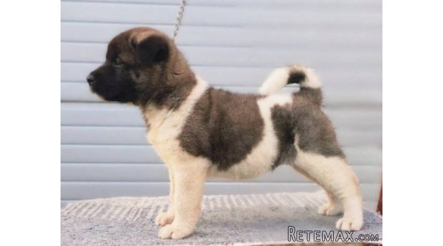 Američka Akita štenci - 3