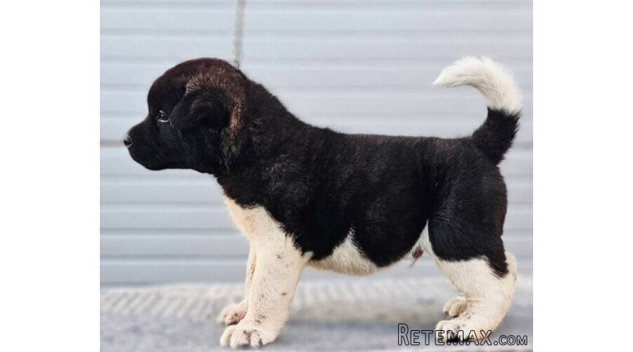 Američka Akita štenci - 6