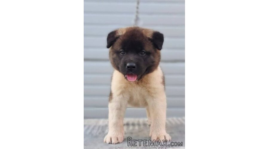 Američka Akita štenci - 7