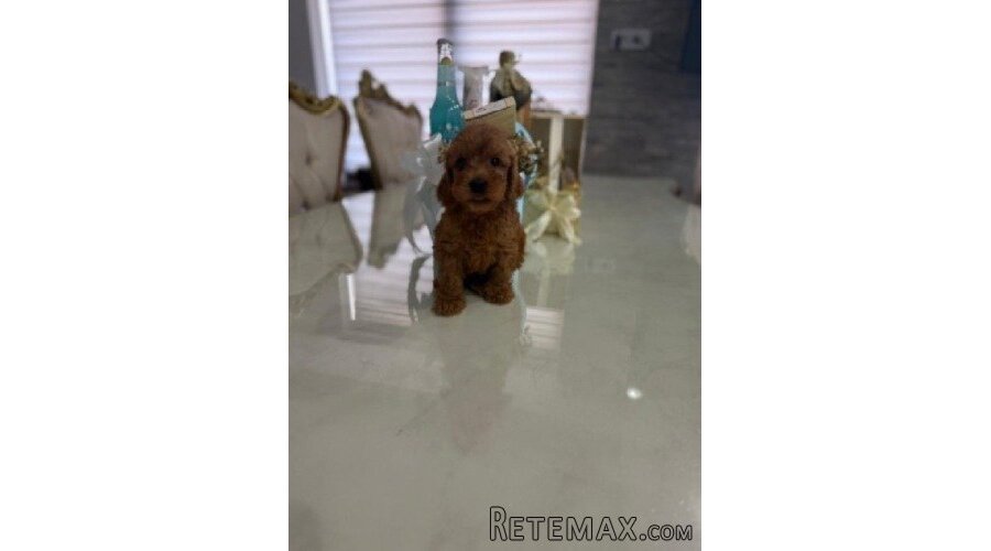 Goldendoodle prelepi štenci - 2