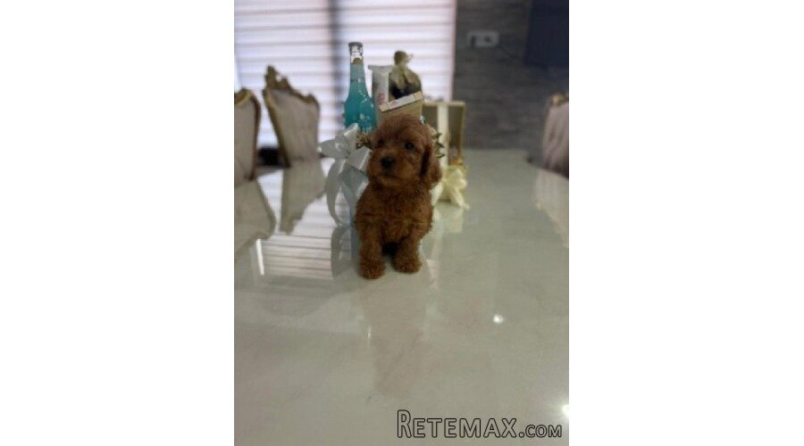 Goldendoodle prelepi štenci - 3