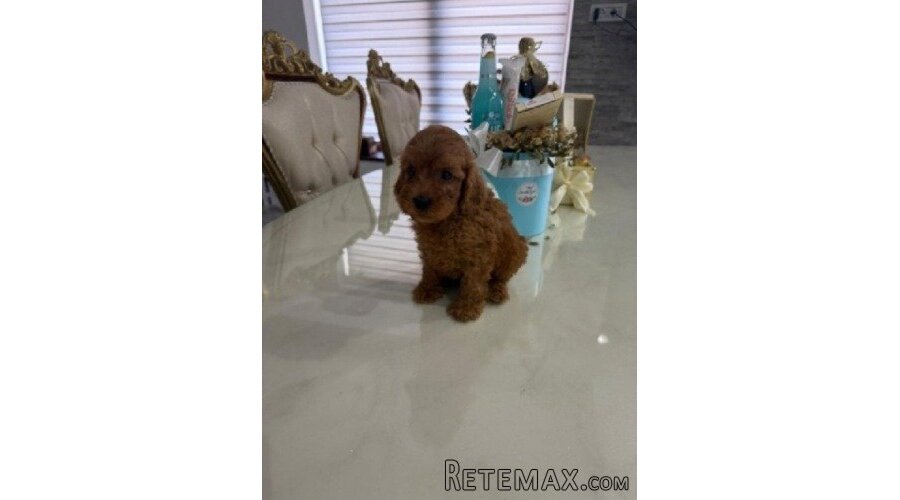 Goldendoodle prelepi štenci - 4