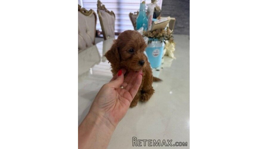 Goldendoodle prelepi štenci - 6