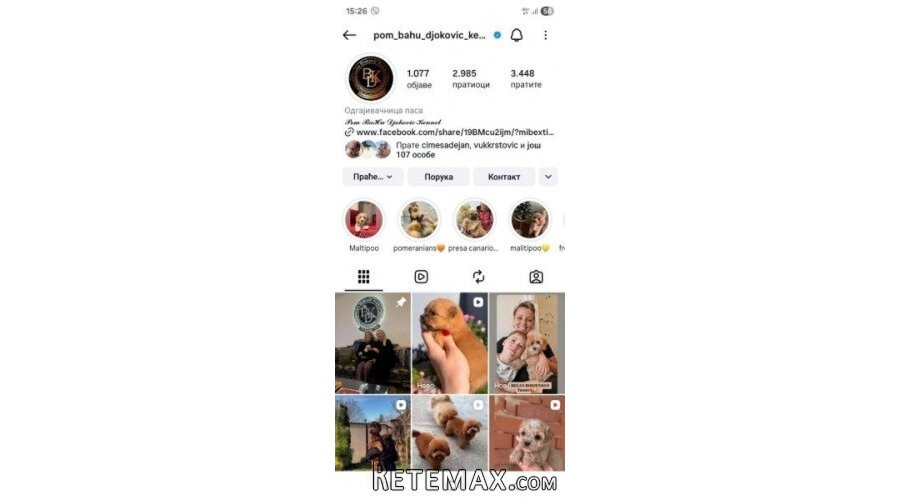 Cocapoo štenci - 5