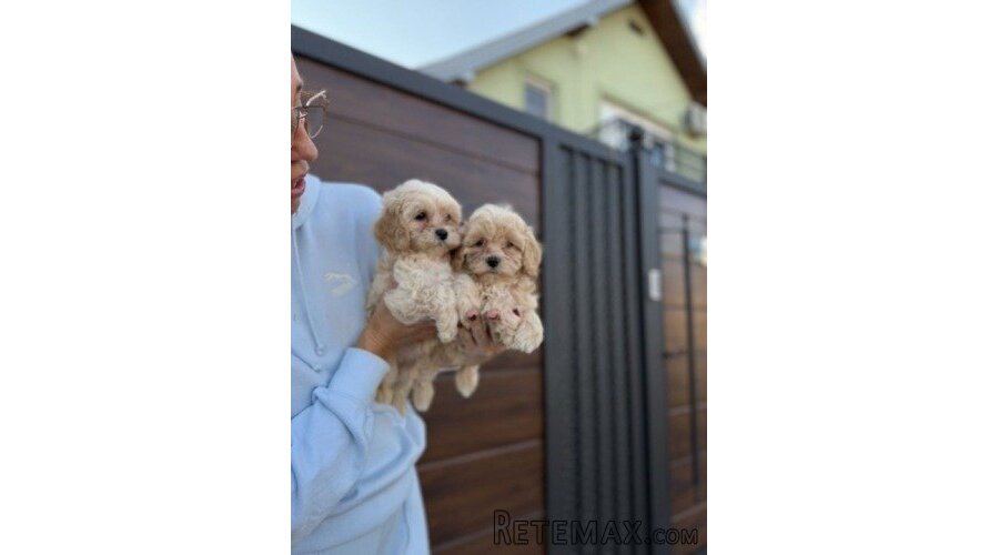 Maltipoo vrhunske genetike - 2