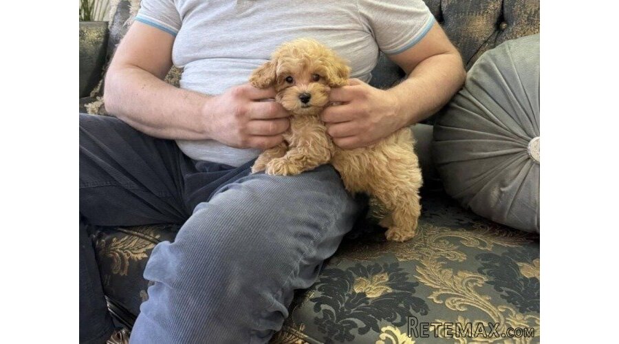 Maltipoo vrhunske genetike - 5