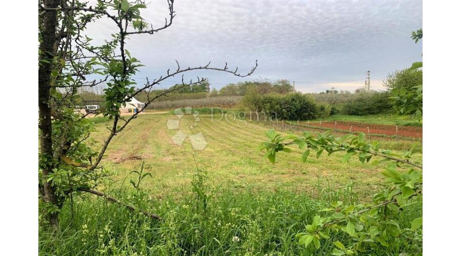 VIŽINADA – parcela na rubu sela okružena maslinicima - 3