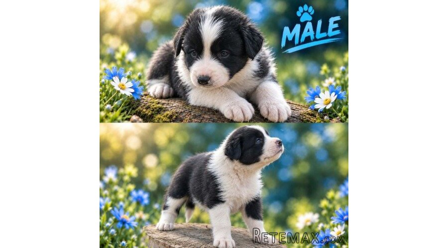 Border collie štenci - 3